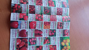 Безкоштовний журнал-каталог насіння овочів та квітів Сонцесад із м. Київ