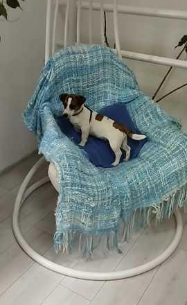 Щенки Джек Рассел Терьер Одесса, (jack Russell Terrier puppies Odessa) Одеса - зображення 1