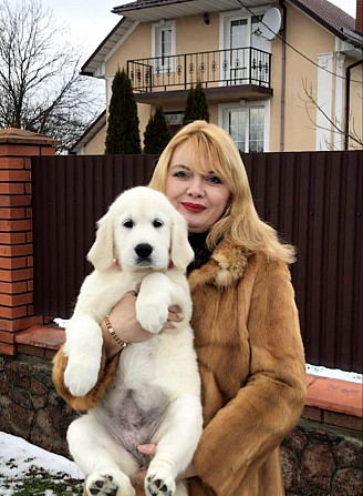 Цуценята золотистого ретрівера Ot Bahur Киев - изображение 1