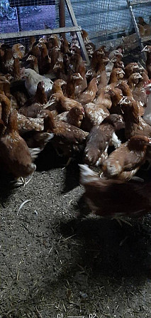 Продам курей Київ - зображення 1