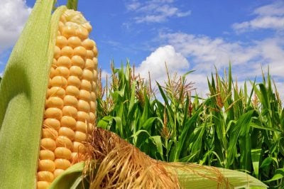 Зерно кукурудзи Оржиця 237 МВ Харків - зображення 1