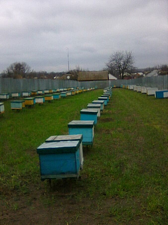 Продам бджолосім’ї Іллінці - зображення 1