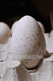 Інкубаційні яйця індичок Біг 6 із м. Чернівці
