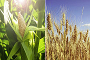 Закуповуємо некондиційну пшеницю та кукурудзу із м. Чернігів