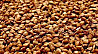 Продам насіння гречки (мін. 5 тонн) із м. Хмельницький