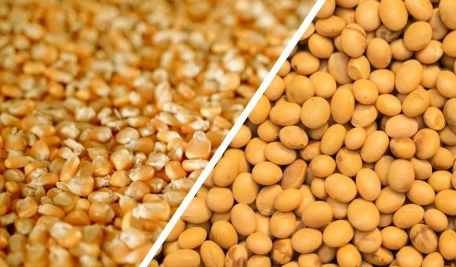 Купуємо кукурудзу (некондиційну, не Гост) та половинки сої Луцк - изображение 1