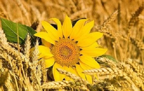 Постійно купуємо зерновідходи, некондицію. Оплата на ваговій Суми - зображення 1