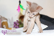 Абиссинская кошка котёнок із м. Київ
