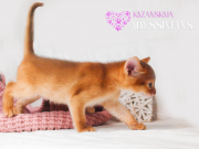 Абиссинская кошка котёнок из г. Киев