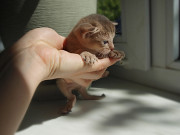Абиссинская кошка котёнок із м. Київ