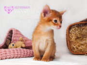 Абиссинская кошка котёнок из г. Киев