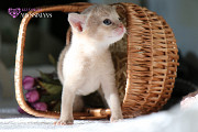 Абиссинская кошка котёнок із м. Київ