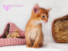 Абиссинская кошка котёнок из г. Киев