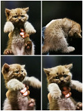 Не дорого! Породисті шотландські кошенята Scottish Straight Scottish Tabby из г. Кременчуг