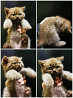 Не дорого! Породисті шотландські кошенята Scottish Straight Scottish Tabby из г. Кременчуг