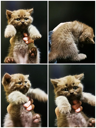Не дорого! Породисті шотландські кошенята Scottish Straight Scottish Tabby Кременчуг - изображение 1