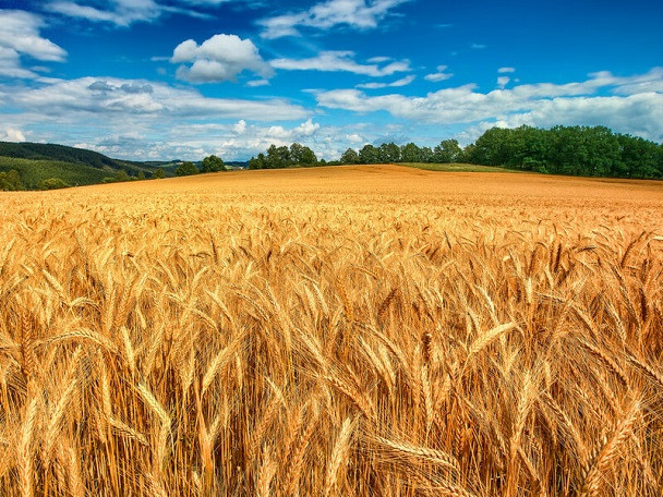 Купуємо зерновідходи, некондицію та побічні продукти Київ - зображення 1