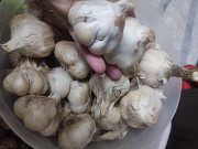 Часник Мессідор є на посадку і поїсти із м. Умань