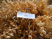 Вівсяне борошно мішок 30 кг із м. Київ