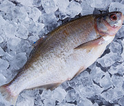 Куплю лящ, плітку ( тарань ), густера, синець по всій Україні. Гурт. из г. Черкассы