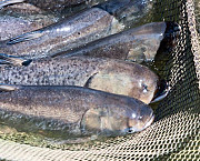 Куплю товстолоб, сом по всій Україні. Гурт. из г. Черкассы