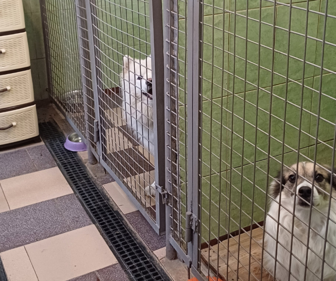 Готель для собак і котів у Києві — вольєри, окремі кімнати, догляд 24/7 Киев - изображение 1