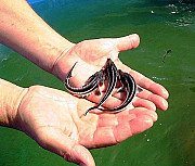 Малек осетра, форель. Ірпінь