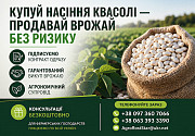 Насіння квасолі білої. Гарантований викуп врожаю із м. Миколаїв