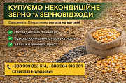 Купуємо некондицію та зерновідходи на постійній основі Чернігів