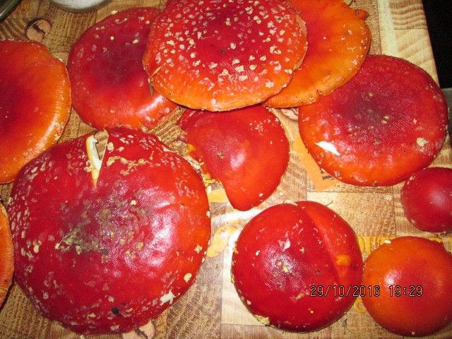 Мухомор красный Amanita muscaria. Киев - изображение 1