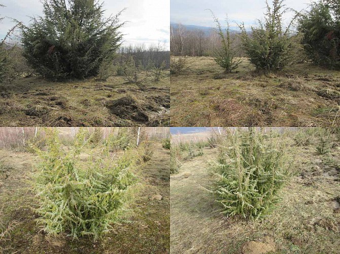 Саженцы можжевельника съедобного, Juniperus, Верес обыкновенный, куст Київ - зображення 1